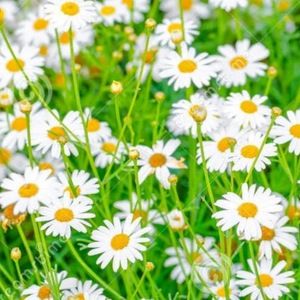 Meet your Posher, Annika