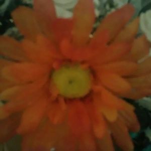 Meet your Posher, Merlinda