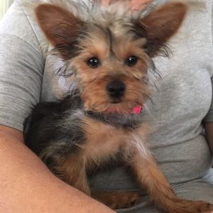 Meet your Posher, Carolyn