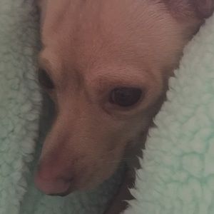 Meet your Posher, Trish