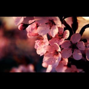 Meet your Posher, Alanis