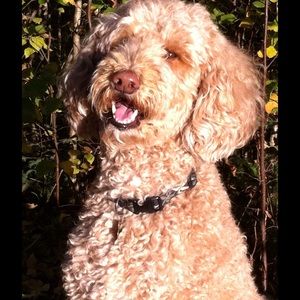 Meet your Posher, Roxanne