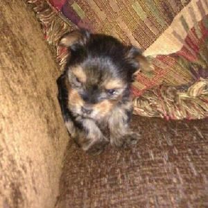 Meet your Posher, Sheila