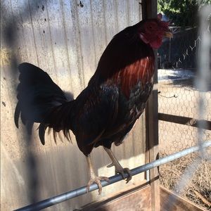 Meet your Posher, Fernando