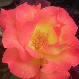 Meet your Posher, Janel