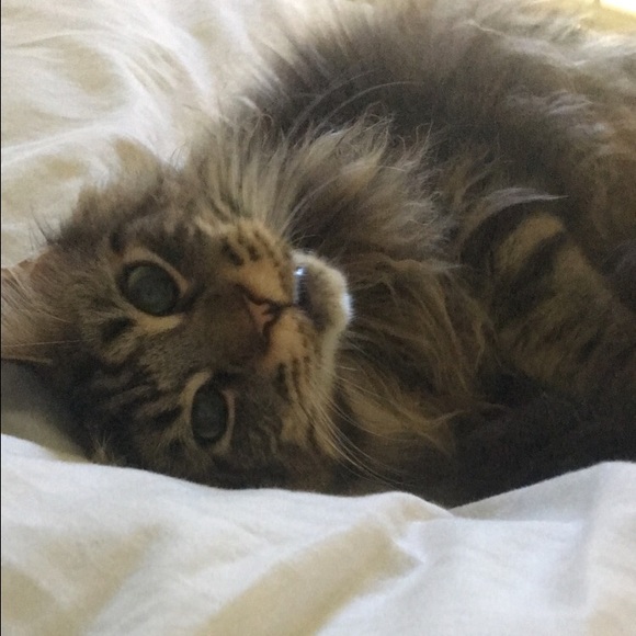 Meet your Posher, Sophie - Picture 1 of 1