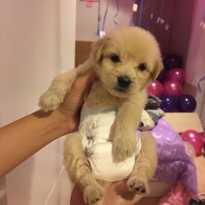 Meet your Posher, Dakota