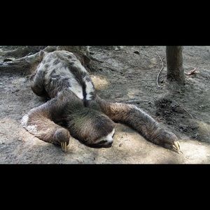 Meet your Posher, Lola