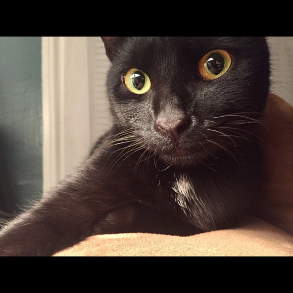 Meet your Posher, Alisabeth - Picture 4 of 4