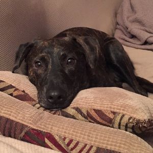 Meet your Posher, Lauren