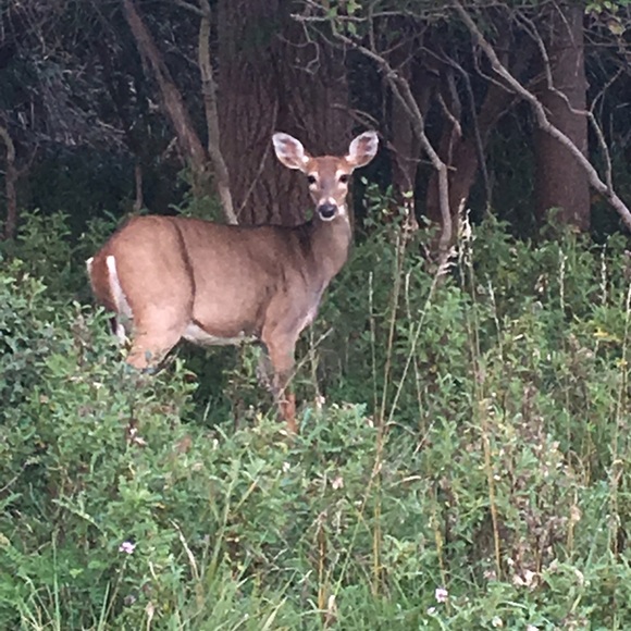 Meet your Posher, Tracey