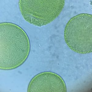 Meet your Posher, Bobbie