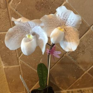 Meet your Posher, Doris