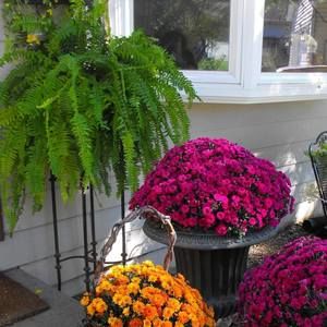 Meet your Posher, Betsy