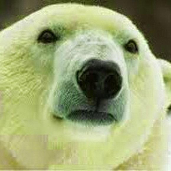 Meet your Posher, Louise