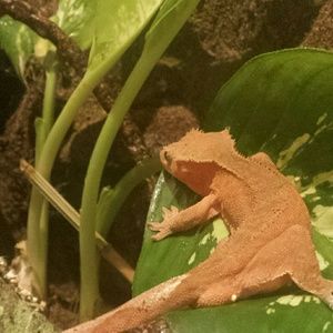 Meet your Posher, Amelia