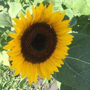 Meet your Posher, Jeni