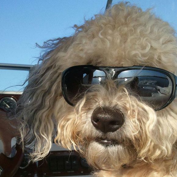 Meet your Posher, Rosie - Picture 1 of 1