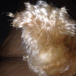 Meet your Posher, Jenny