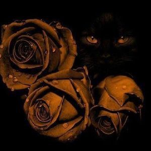 Meet your Posher, Pam