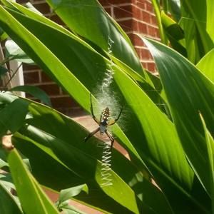 Meet your Posher, Ånniquâ