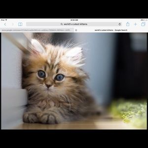 Meet your Posher, Shannon