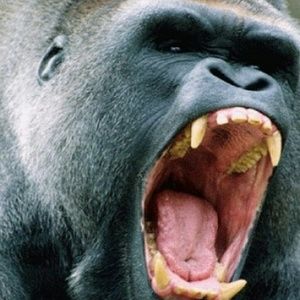 Meet your Posher, Danny