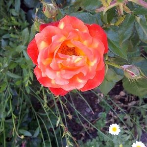 Meet your Posher, Bailey