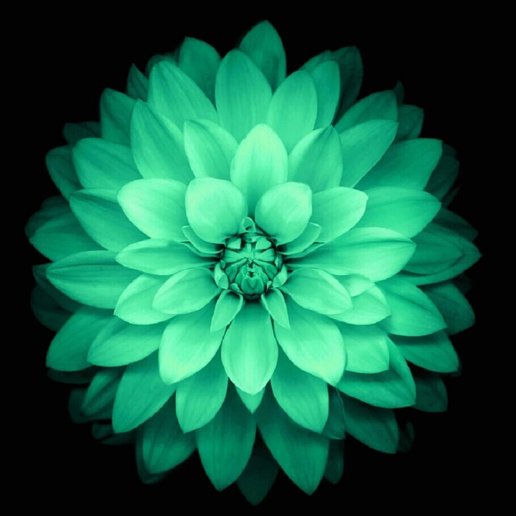 Meet your Posher, Yvette - Picture 1 of 1