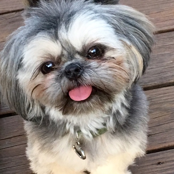 Meet your Posher, Stacy - Picture 4 of 4