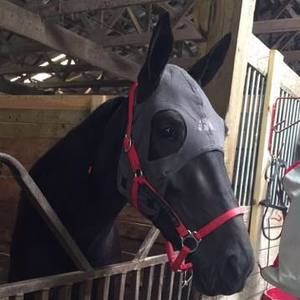 Meet your Posher, Dylan