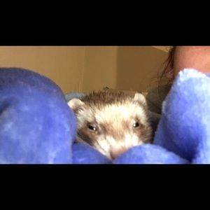 Meet your Posher, Alexa