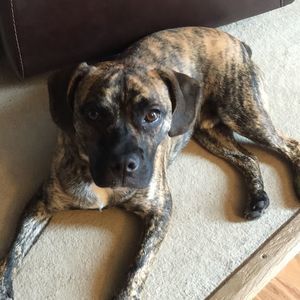 Meet your Posher, Janet