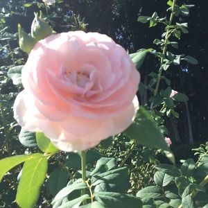 Meet your Posher, Talia