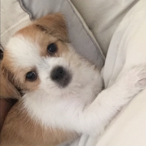 Meet your Posher, Sam