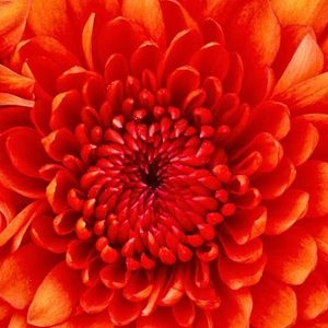 Meet your Posher, Frances