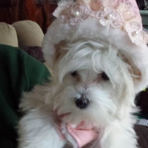 Meet your Posher, Vivian