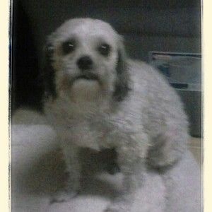 Meet your Posher, Shirley