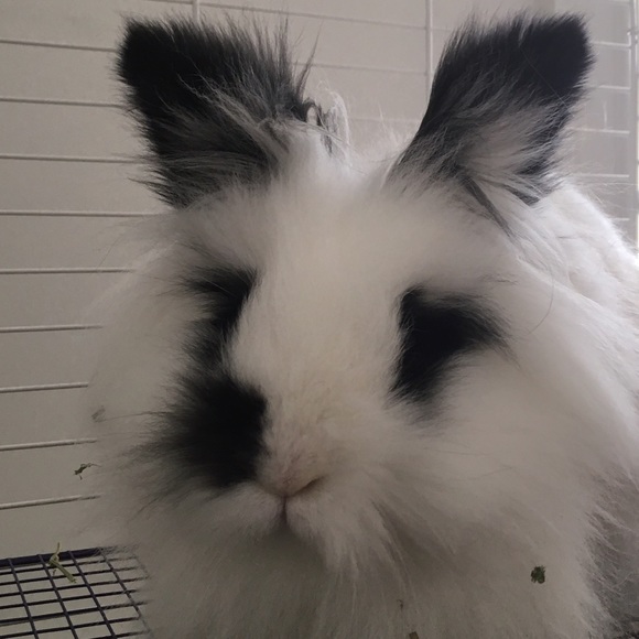 Meet your Posher, Emma