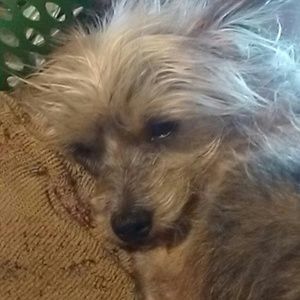 Meet your Posher, Sonia