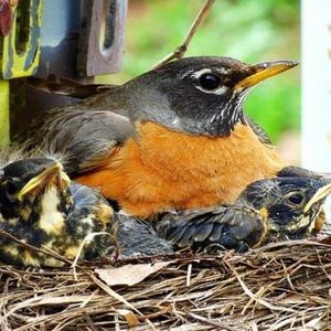 Meet your Posher, Robin