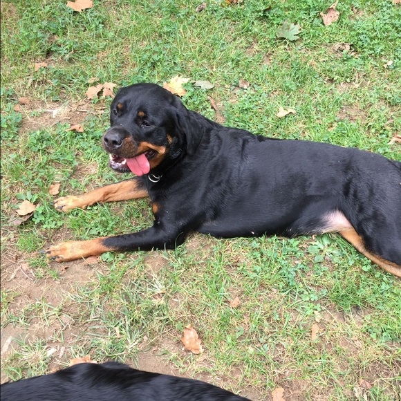 Meet your Posher, Shannon