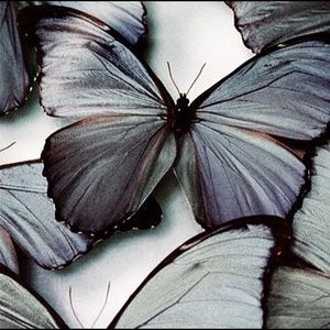 Meet your Posher, Alexia