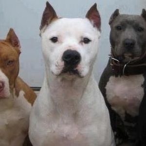 Meet your Posher, Anibal