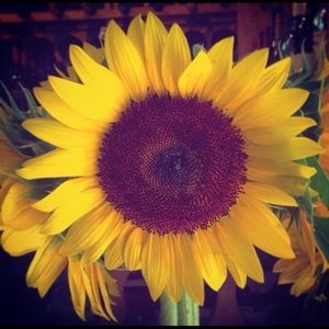 Meet your Posher, Marisel