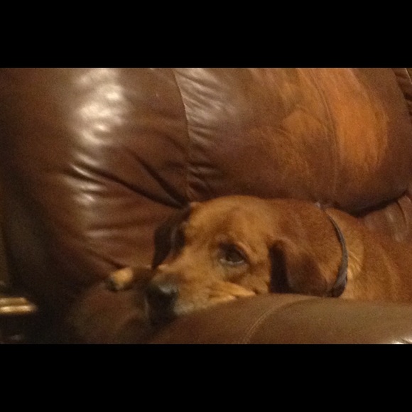 Meet your Posher, Casey - Picture 1 of 1