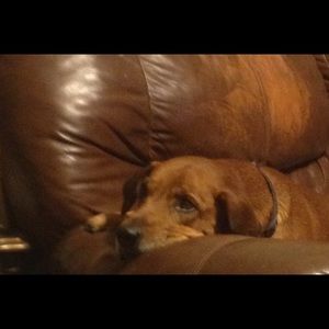 Meet your Posher, Casey