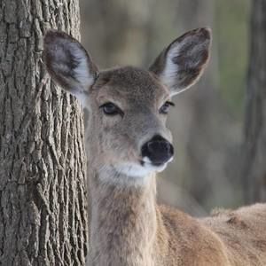 Meet your Posher, Ali