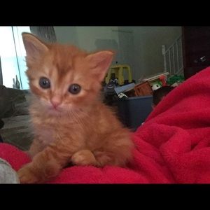 Meet your Posher, Ashley