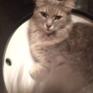 Meet your Posher, Kennedy